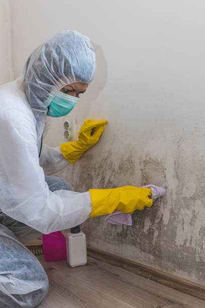 Best Comprehensive Air Testing for Mold Contaminants  in Creola, AL