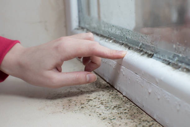 Mold Odor Removal Services in Creola, AL